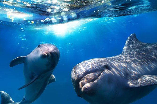 Avistamiento de Delfines y Ballenas en Caleta del Fuster